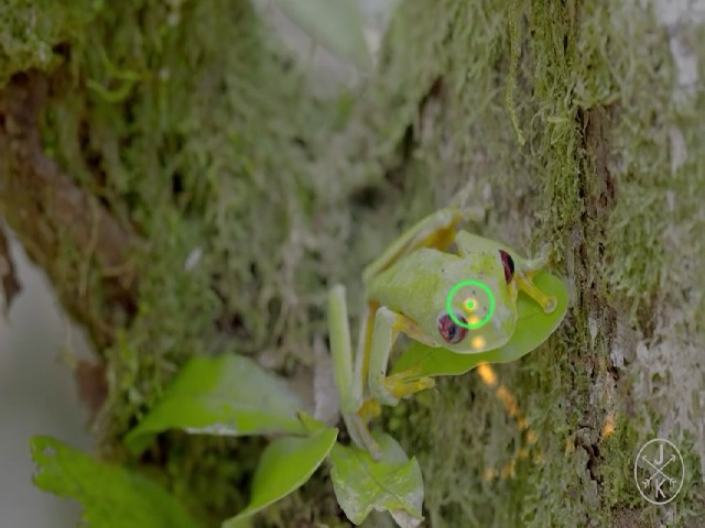 Frog eye