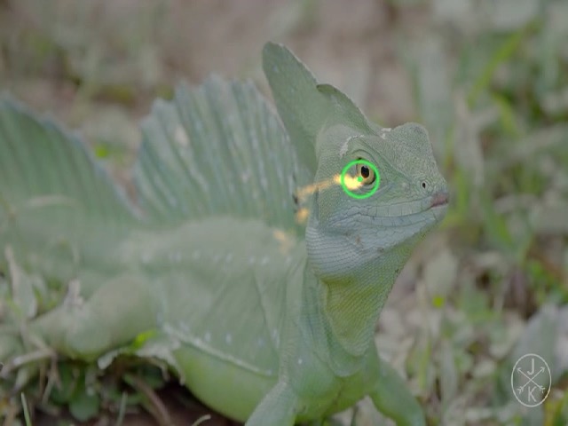 Lizard eye