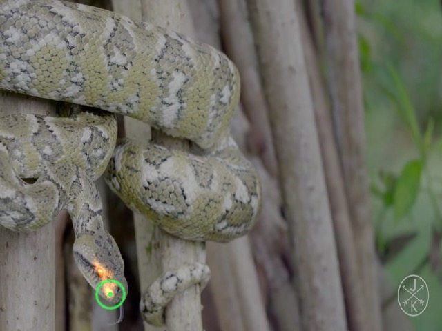 Fovea locked on snake's eye